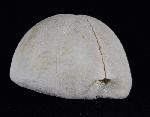 Hemipneustes striatoradiatus (LESKE 1778) - Bild © FossNet FossilienStore